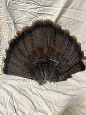 Wild turkey tom for sale  Whaleyville