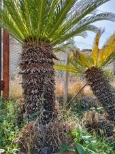 Cycas usato  San Tammaro