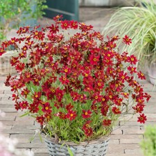 Coreopsis ruby red for sale  LLANDYSUL