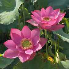 Beautiful hardy lotus for sale  Laurel