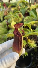 Nepenthes lowii murud for sale  Winston Salem
