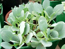 RARE 6 graines d ' HUÎTRE VEGETALE(Mertensia Maritima)H859 OYSTERLEAF SEEDS SEMI comprar usado  Enviando para Brazil
