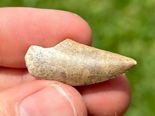 BOM Cryptops Dente de Dinossauro Fóssil Níger Abelisauro Terópode Cretáceo comprar usado  Enviando para Brazil