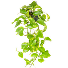 Epipremnum aureum devil for sale  UK