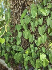 Blushing philodendron vine for sale  Opa Locka