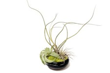Fully assembled tillandsia for sale  Saint Augustine