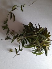 Porzellanblume hoya longifolia gebraucht kaufen  Schönebeck (Elbe)