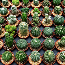 Cactus seed mix for sale  Greenville