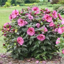 hibiscus cabinet for sale hibiscus cabinet for sale Perry