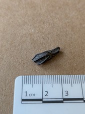 dinosaur tooth for sale  LEIGH-ON-SEA