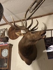 Bull elk shoulder for sale  Sanford