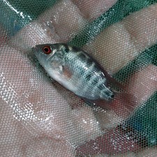 Red dragon flowerhorn for sale  Wimauma