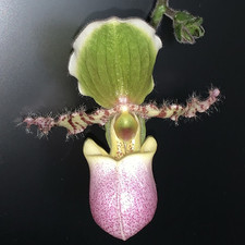 paphiopedilum for sale  SAFFRON WALDEN