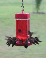 First nature hummingbird for sale  Sugar Land