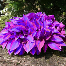 200pcs rare blue for sale  Denver