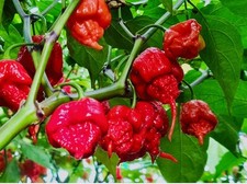 Carolina reaper plug for sale  LONDON
