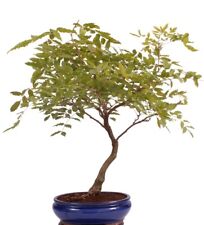 Bonsai wisteria glyzinie gebraucht kaufen  Heinsberg