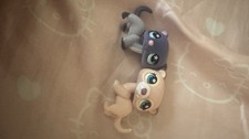 Hasbro littlest pet for sale  Webster