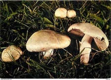 Recettes cuisine agaric d'occasion  Fruges
