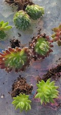 Sempervivums small plug for sale  PORTSMOUTH