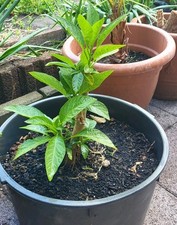 Engelstrompete pink gebraucht kaufen  Everswinkel