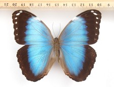 Morpho anakreon male gebraucht kaufen  Mudersbach