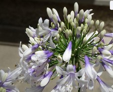 Pianta agapanthus blu usato  Trivignano Udinese