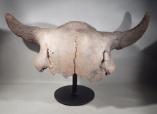 Fossil bison buffalo for sale  Hanover