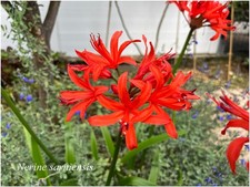 Nerine sarniensis var d'occasion  Arzacq-Arraziguet