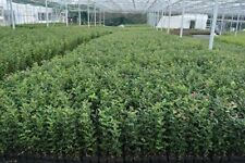 Holly hedging shrubs for sale  NELSON