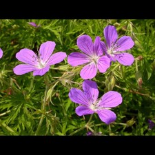 Geranium pratense nimbus gebraucht kaufen  Deutschland