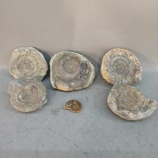 polished ammonite for sale polished ammonite for sale GRANTHAM