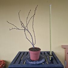 Bonsai melo usato  Due Carrare