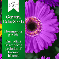 Gerbera daisy seeds for sale  Meridian