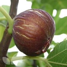 Fico carica madeleine usato  Bologna