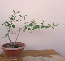 Pre bonsai pyrus usato  Macerata Campania