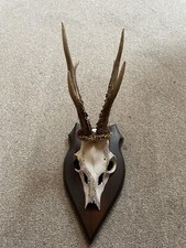 kleines geweih gebraucht kaufen kleines geweih gebraucht kaufen Weiherhammer