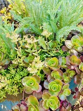 Plants succulent plant for sale  Brush Prairie