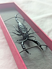 Scorpion black taxidermy for sale  DAGENHAM