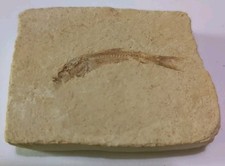 Fossile petit poisson d'occasion  Francheville
