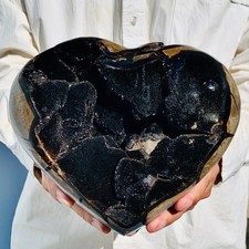 8.1lb natural turtle for sale  Burlington