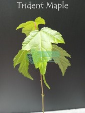 Trident maple tree for sale  Sheridan