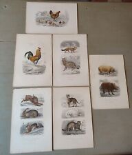 Anciennes gravures animalière d'occasion  France