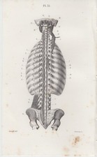 1853 tavola anatomica usato  Napoli