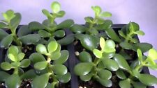 Talee crassula ovata usato  Giugliano in Campania