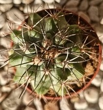 Copiapoa grandiflora pot5.5 usato  Vanzaghello