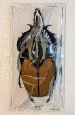 Mecynorhina oberthuri male for sale  WOKING