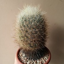 Thelocactus macdowellii vaso usato  Modena