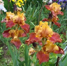 Schwertlilie hohe iris gebraucht kaufen  Burgau
