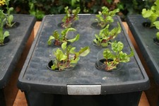 Kratky hydroponics growing for sale  NOTTINGHAM